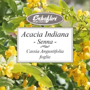 Acacia Indiana foglie Taglio Tisana