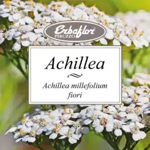 achillea