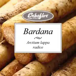 bardana radice