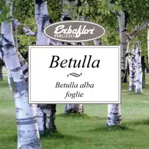 betulla foglie