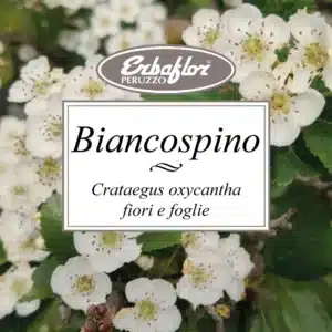 biancospino