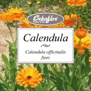 calendula