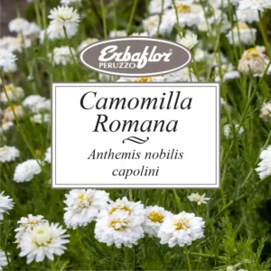 Camomilla romana