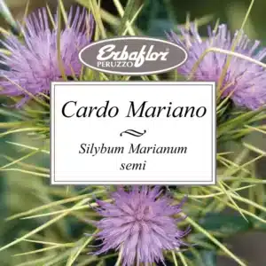 cardo mariano