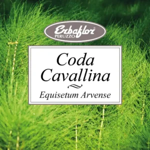 Coda Cavallina (Equiseto)