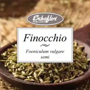 finocchio