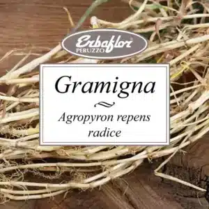 Gramigna