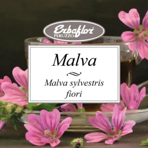 Malva fiori