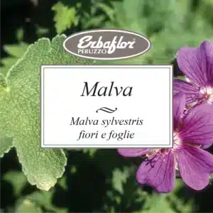 malva fiori e foglie
