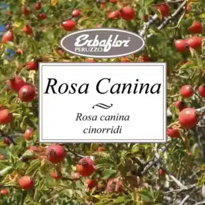 rosa canina