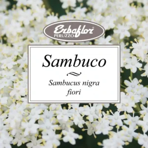 sambuco
