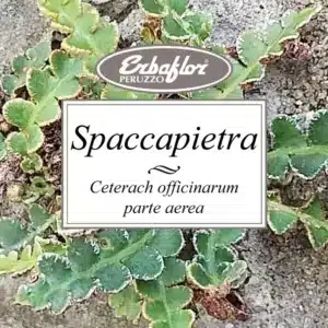 spaccapietra