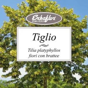 Tiglio