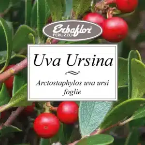 uva ursina