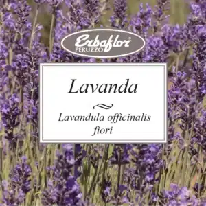 lavanda