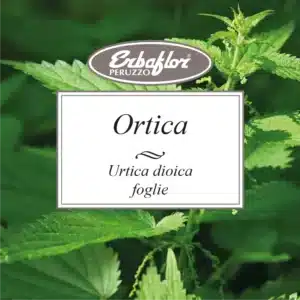 ortica foglie