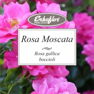 rosa moscata