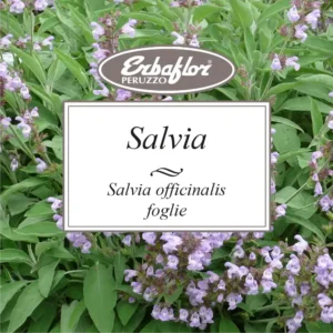 Salvia