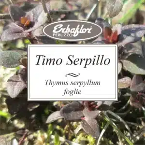 timo serpillo