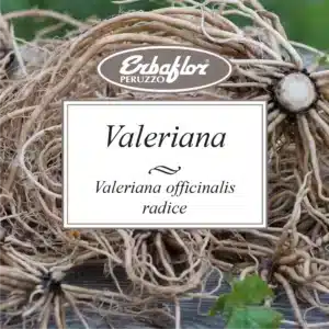 valeriana