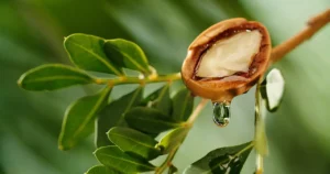 olio di argan