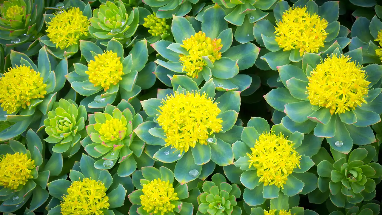 rhodiola rosea